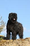 BOUVIER DES FLANDRES 319